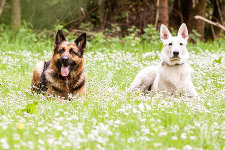 German shepherd dog with White Swiss Shepherd on daisyの写真素材