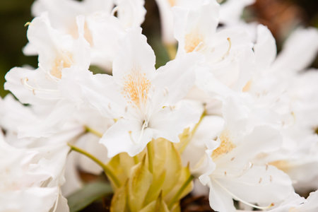 Rhododendronsの写真素材