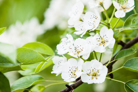 flowers of apple tree