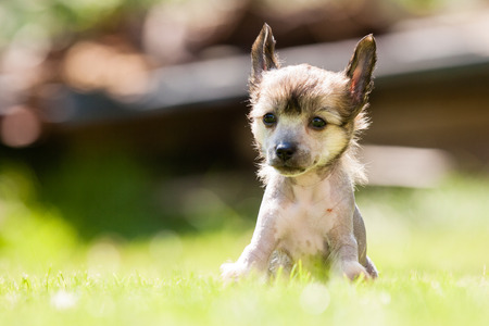 Puppy of Chinese crested dog sittingの写真素材