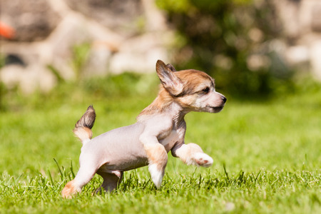 Puppy of Chinese crested dog runningの写真素材