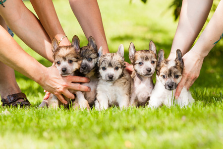 Puppy of Chinese crested dogs together on grassの写真素材