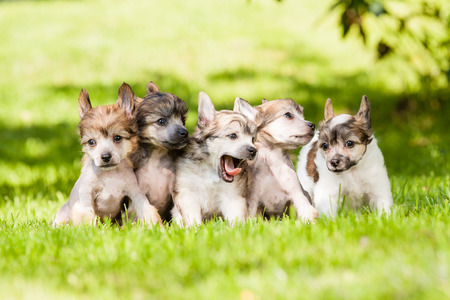 Puppy of Chinese crested dogs togetherの写真素材