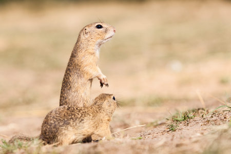 Standing and watching Gopher something