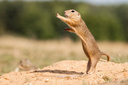 Standing and watching Gopher somethingの写真素材