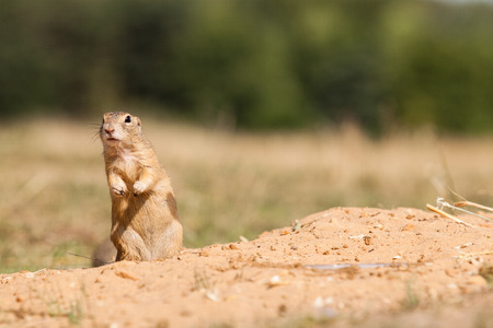 Standing and watching Gopher somethingの写真素材