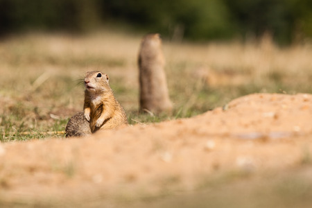 Standing and watching Gopher somethingの写真素材