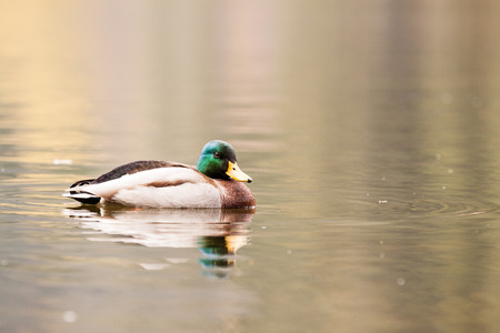 Duck on water in czech republic on the devils lakeの写真素材