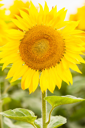 Yellow sunflower with bee and green leaves and background. Blurry background and sharp backgroundの写真素材