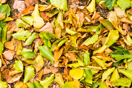 Autumn green brown orange yellow leaves background or pattern sharpの写真素材