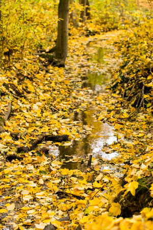 Autumn small river covered with many fall leaves in yellow warm colourの写真素材