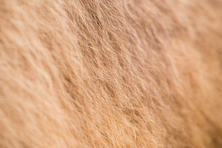 Camel fur texture od pattern or background with some blurred