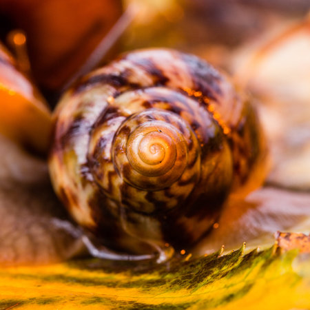 Autumn snail photo with warm temperature colours yellow orange