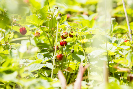 Forestry strawberries small little with green blurry backgroundの写真素材