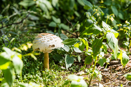 Forest mushrooms in the green grassの写真素材