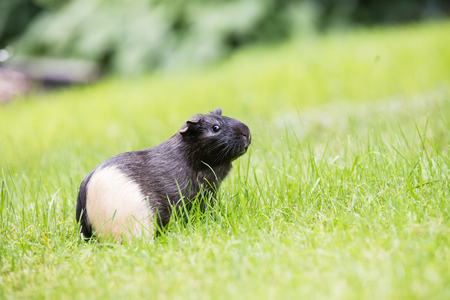 Guinea pig on the grass in garden with green colorsの写真素材