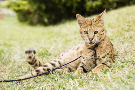 savannah cat on rope in green grass with tounghtの写真素材