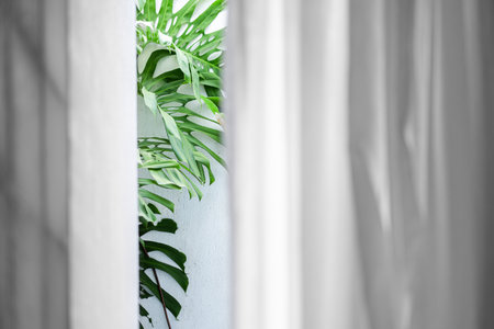 Monstera behind the white curtainの写真素材