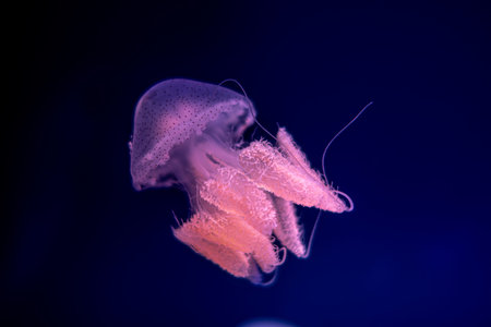 Jellyfish in action in the aquarium,Creating beautiful effect while in motion