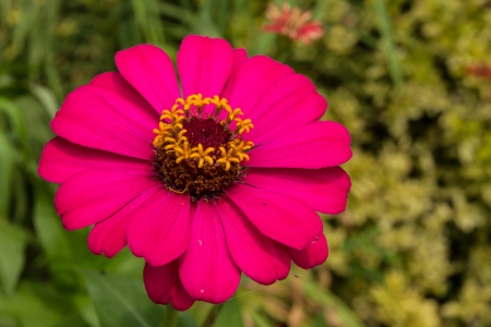 Zinnia flower with soft sun lightの写真素材