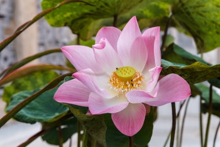 Close-up of lotus as the pink colorの写真素材