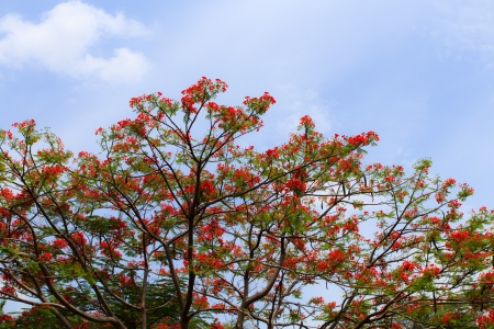 Red peacock flowers with sky backgroundの写真素材
