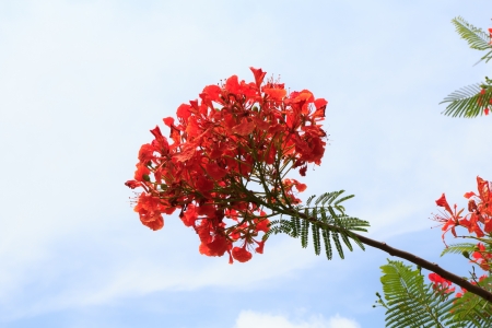 Red peacock flowers with sky backgroundの写真素材