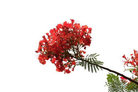 Red peacock flowers isolated with white backgroundの写真素材