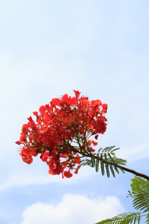 Red peacock flowers with sky backgroundの写真素材