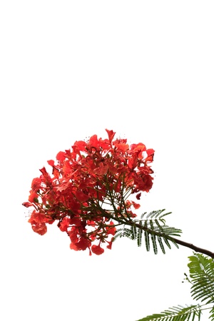 Red peacock flowers isolated with white backgroundの写真素材
