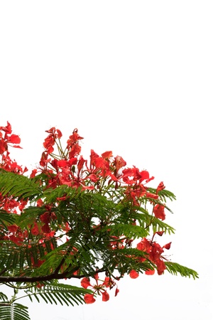 Red peacock flowers isolated with white backgroundの写真素材