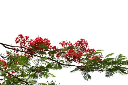 Red peacock flowers isolated with white backgroundの写真素材