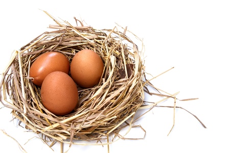 Tree chicken eggsの写真素材