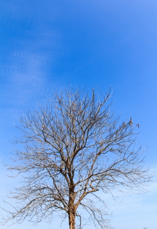 Branches of dead tree and sky backgroundの写真素材