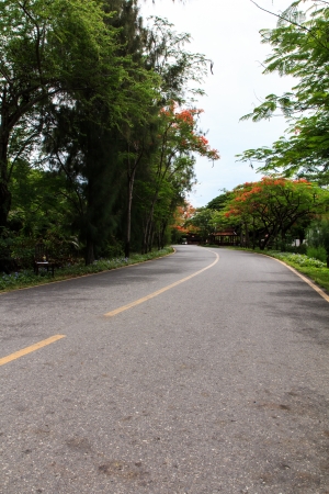 Curve road in public parkの写真素材