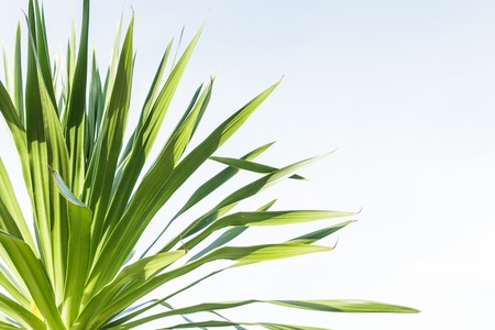Green leaves dracaena loureiri gagnepの写真素材