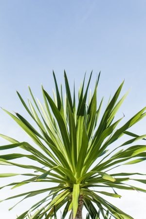 Green leaves dracaena loureiri gagnepの写真素材