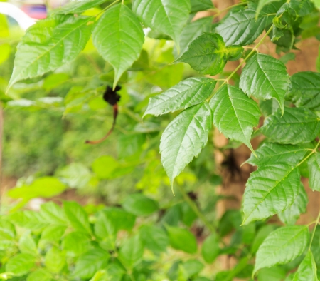 Green tree leaves backgroundの写真素材