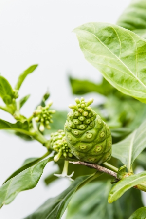 Great morinda or Indian mulberry and green leafの写真素材