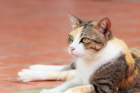 Portrait of cat on the red floorの写真素材