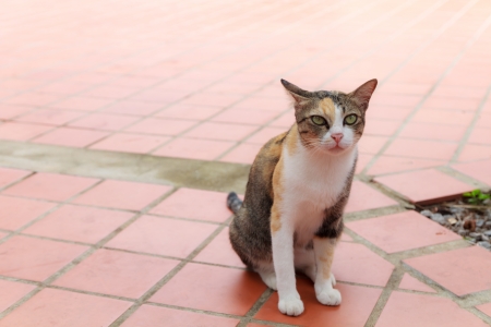 Portrait of cat on the red floorの写真素材
