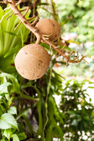 The fruit panicle of Cannonball treeの写真素材