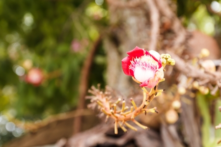 Image of Cannon ball tree flowerの写真素材