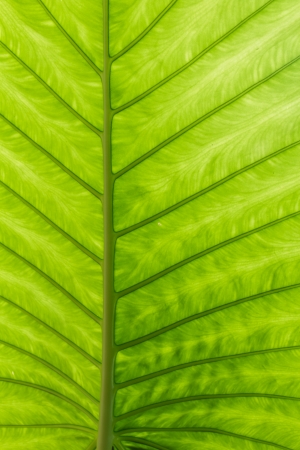 Green leaf of a plant backgroundの写真素材