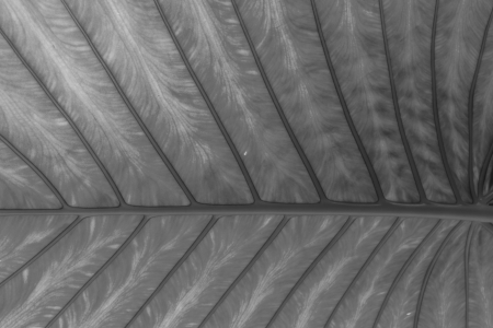 Green leaf of a plant backgroundの写真素材