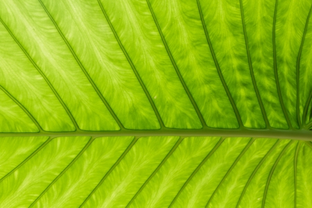 Green leaf of a plant backgroundの写真素材