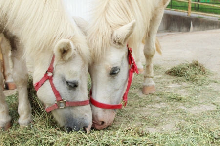 Two white horse eating grass in the gardenの写真素材
