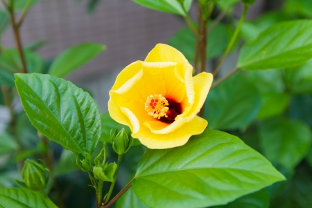 Young Yellow of Hibiscus Flower and green leafの写真素材