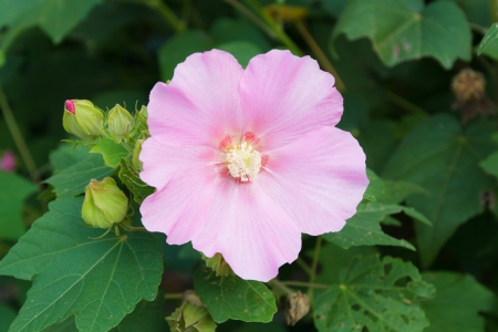 Pink Hibiscus Flower and green leafの写真素材
