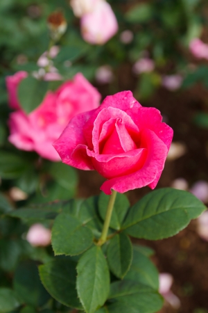 Pink roses in the garden-2の写真素材
